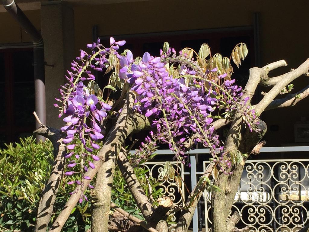 Bed&Garden Bed & Breakfast Cesate Luaran gambar